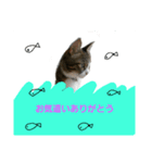 優しいしまねこスタンプ（個別スタンプ：8）