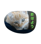 Leslie cats（個別スタンプ：1）