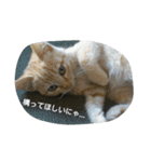 Leslie cats（個別スタンプ：2）