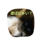 Leslie cats（個別スタンプ：3）
