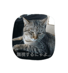 Leslie cats（個別スタンプ：4）