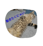 Leslie cats（個別スタンプ：5）