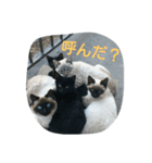 Leslie cats（個別スタンプ：7）