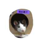 のほほんチェリー（個別スタンプ：1）