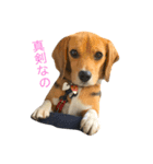 こっちを見て！熱い眼差し！（個別スタンプ：1）