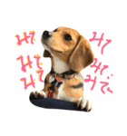 こっちを見て！熱い眼差し！（個別スタンプ：8）