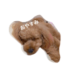 愛犬チョッパー。（個別スタンプ：1）