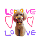 愛犬チョッパー。（個別スタンプ：5）