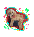 愛犬チョッパー。（個別スタンプ：6）