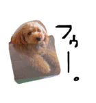 愛犬チョッパー。（個別スタンプ：12）