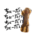 愛犬チョッパー。（個別スタンプ：13）