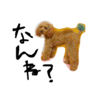 愛犬チョッパー。（個別スタンプ：14）