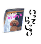 愛犬チョッパー。（個別スタンプ：16）