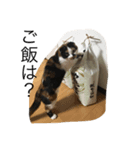 ミラー（個別スタンプ：5）
