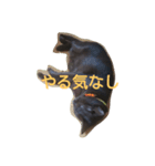 brown cat hana（個別スタンプ：3）