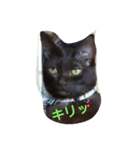 brown cat hana（個別スタンプ：5）