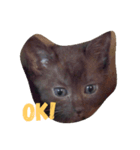 brown cat hana（個別スタンプ：6）