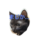 brown cat hana（個別スタンプ：8）