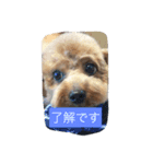 トイプードル そらくん（個別スタンプ：1）