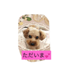 トイプードル そらくん（個別スタンプ：4）