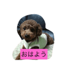 トイプードル そらくん（個別スタンプ：5）