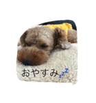 トイプードル そらくん（個別スタンプ：7）