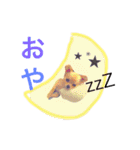 チワワのこはちゃん〜小春日和〜（個別スタンプ：1）