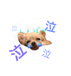 チワワのこはちゃん〜小春日和〜（個別スタンプ：3）