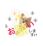 チワワのこはちゃん〜小春日和〜（個別スタンプ：4）