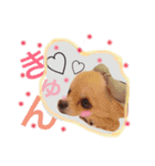 チワワのこはちゃん〜小春日和〜（個別スタンプ：7）
