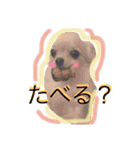 チワワのこはちゃん〜小春日和〜（個別スタンプ：9）