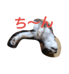 sorakun 1（個別スタンプ：6）