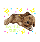 わんこ＆うさぎ（個別スタンプ：2）