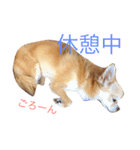 わんこ＆うさぎ（個別スタンプ：3）