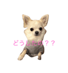 わんこ＆うさぎ（個別スタンプ：4）