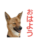 保護犬エル（個別スタンプ：1）