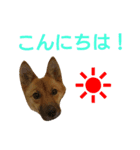 保護犬エル（個別スタンプ：2）