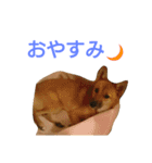 保護犬エル（個別スタンプ：3）