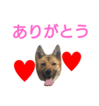 保護犬エル（個別スタンプ：4）