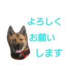 保護犬エル（個別スタンプ：5）