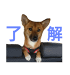 保護犬エル（個別スタンプ：6）