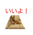 保護犬エル（個別スタンプ：8）