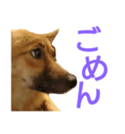 保護犬エル（個別スタンプ：9）
