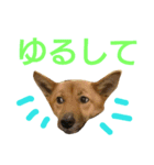保護犬エル（個別スタンプ：10）