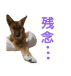 保護犬エル（個別スタンプ：11）