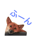 保護犬エル（個別スタンプ：12）