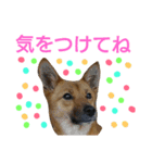 保護犬エル（個別スタンプ：13）