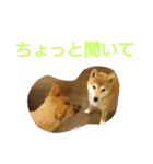 保護犬エル（個別スタンプ：14）