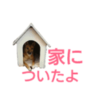 保護犬エル（個別スタンプ：15）