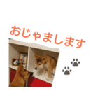 保護犬エル（個別スタンプ：16）